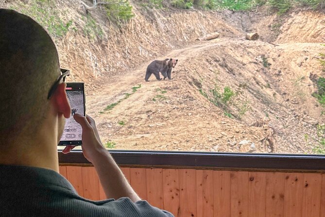 Bear Watching In Brasov: Observe Wild Bears From A Hideout - What to Expect During the Tour