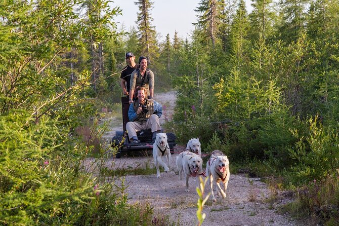 Belugas, Bears and Blooms in Churchill Manitoba - Traveler Ratings and Reviews