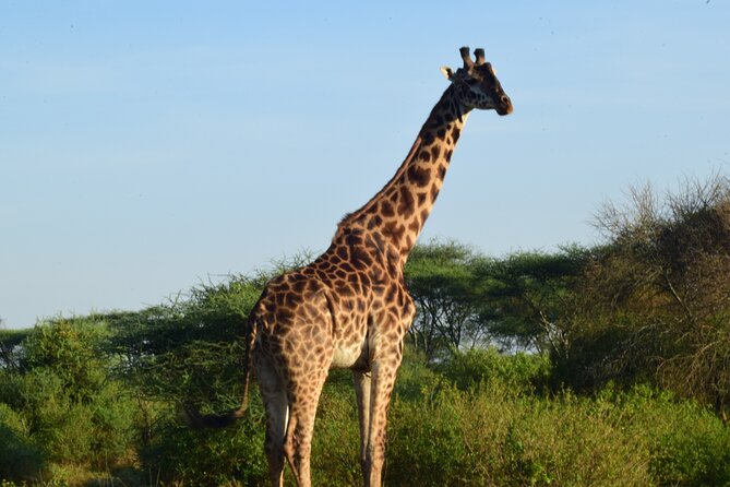 Best 5 Days Tanzania Midrange Group Joining Safari Tour - Travel Logistics