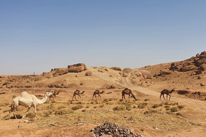 Best 9 Days Desert Tour and Imperial Cities From Casablanca - Meal Inclusions