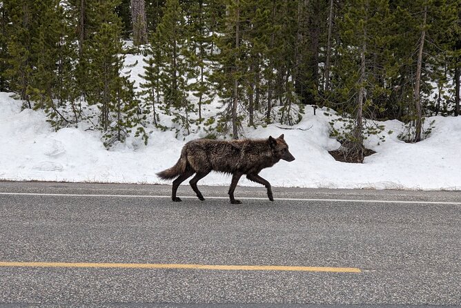 Best of Jackson Hole and The Grand Tetons Private Tour (Summer and Winter) - Guest Reviews