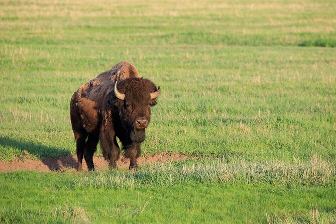 Best of Yellowstone Guided Tour From Bozeman - Private Tour - Unforgettable Moments
