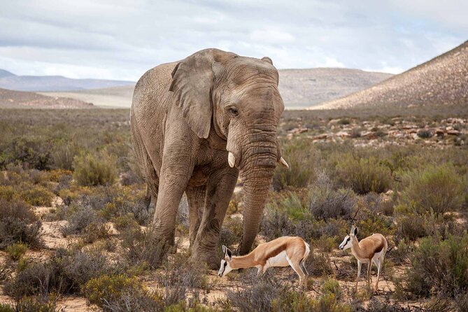 Big 5 Aquila Safari Half Day Tour and Wine Tasting - Exploring the Aquila Game Reserve