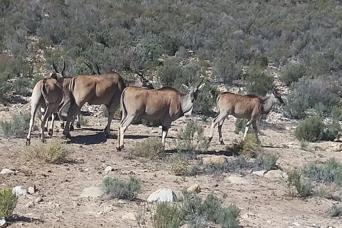 Big 5 Full Day Safari Aquila Lunch Plus Breakfast From Cape Town - Booking and Availability Information