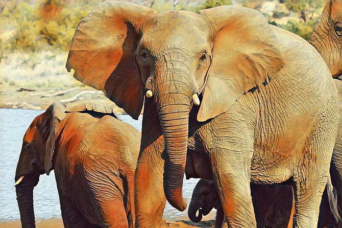 Big 5 Safari Experience at Pilanesberg National Park - Convenient Pickup and Transfer Arrangements