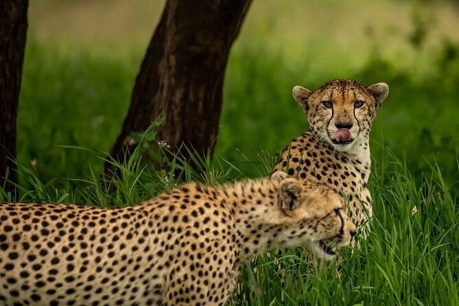 Big Five Luxury 7 Days Safari Tour in Arusha - Traveler Requirements
