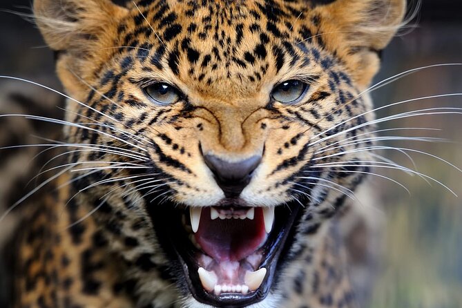 Big Five Luxury Safari in Tanzania - Wildlife Viewing Opportunities