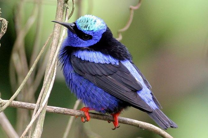 Bird Watching Ecofriendly Tour From Cancun & Riviera Maya - Traveler Reviews