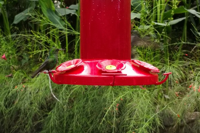 Bird Watching in San Gerardo De Dota From San Jose/Alajuela - Tips for Enjoying the Tour
