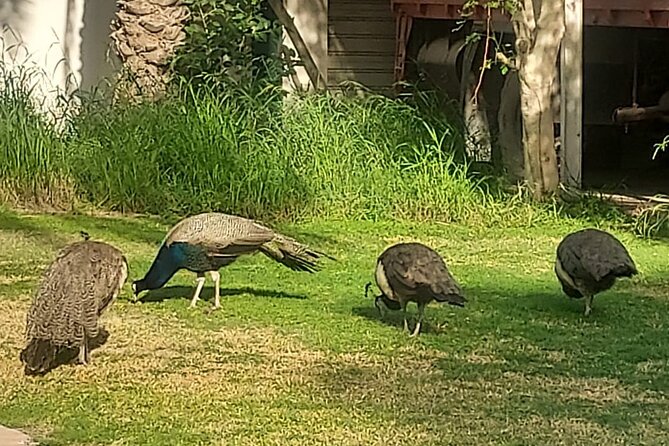 Bird Watching Tour Dubai - Booking Information