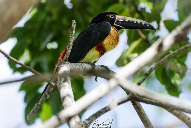 Birdwatching at the Mayan Cities With Certified Guide - Additional Information