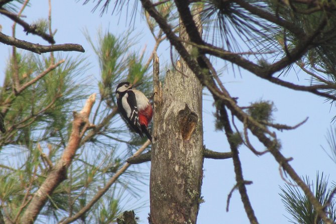 Birdwatching Day in the Monchique Hills - Pricing and Cancellation Policy