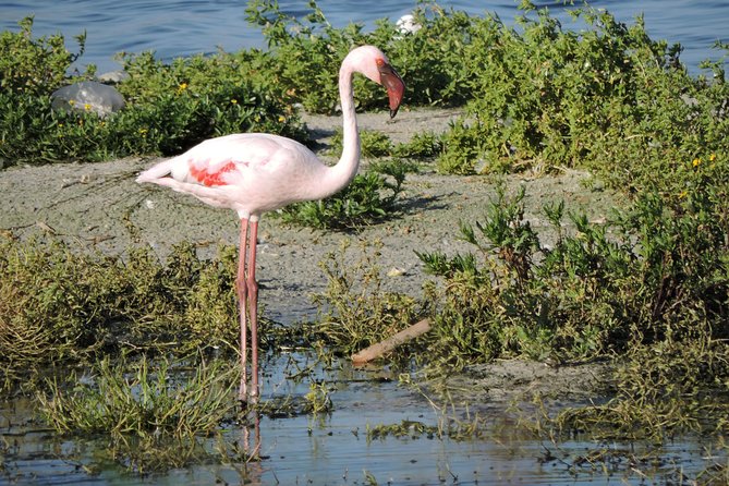 Birdwatching in Cape Town - Tour Inclusions and Amenities