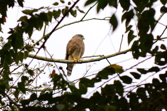 Birdwatching in Coba From Tulum - Booking and Cancellation Policy