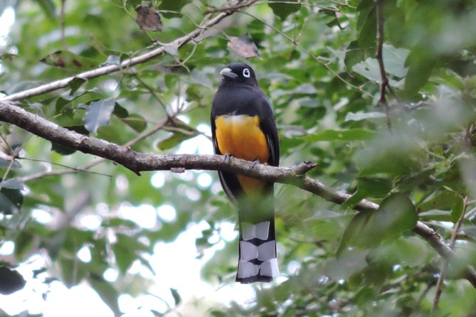 Birdwatching Playa Del Carmen - Traveler Feedback