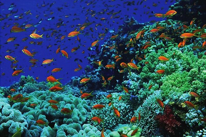 Blue Hole Snorkeling Tour With Lunch From Dahab - Customer Reviews
