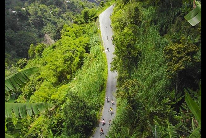 Blue Mountain Coffee Tour From Ocho Rios - Native Flora and Fauna