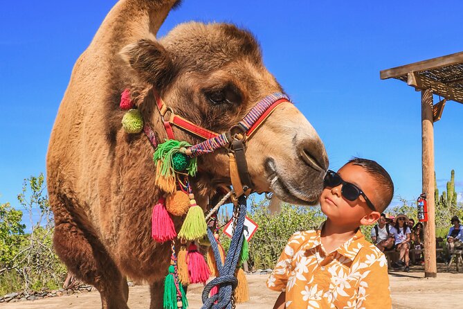 Boat Ride to the Arch and Beach Camel Ride in Cabo San Lucas Shared Tour - Traveler Reviews and Experiences