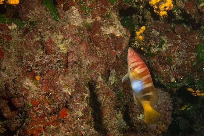 Boat Trip With Guided Snorkeling and Scuba Diving in Chania - Tour Ratings and Feedback
