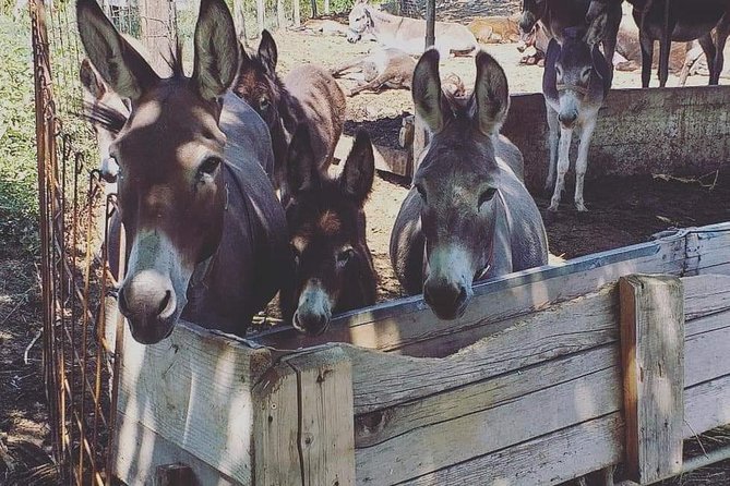 Book Your Donkey Farm Tour - Payment Options