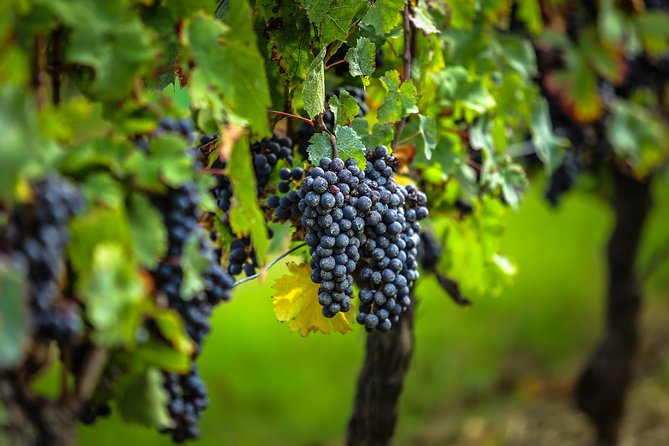 Bordeaux Cruise Port Shore Excursion: Full-Day Private Medoc Wine Tour - Safety and Accessibility
