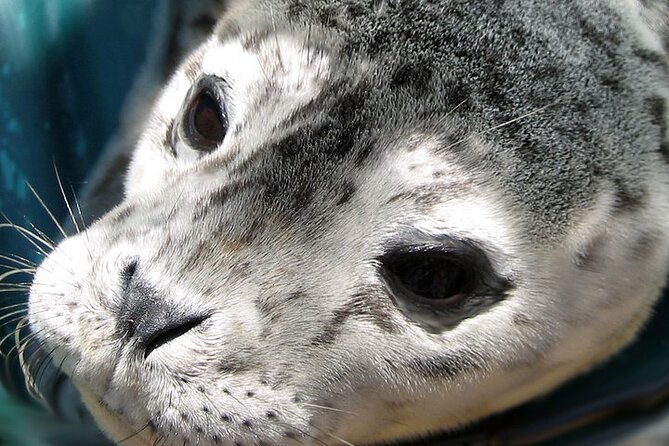 Bowen Explorer Sea Safari Tour - Itinerary and Duration