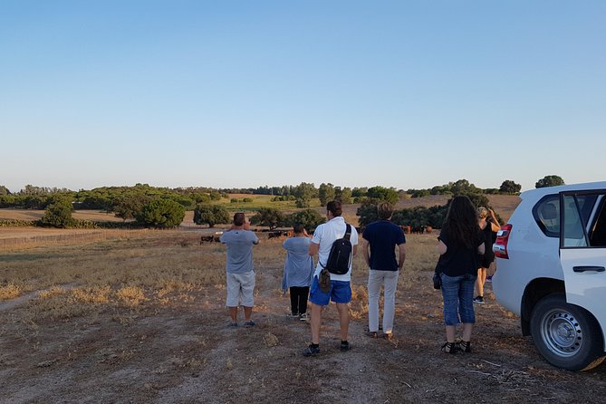 Bull Breeding Farm: Guided Half-Day Tour From Seville - Operator Information