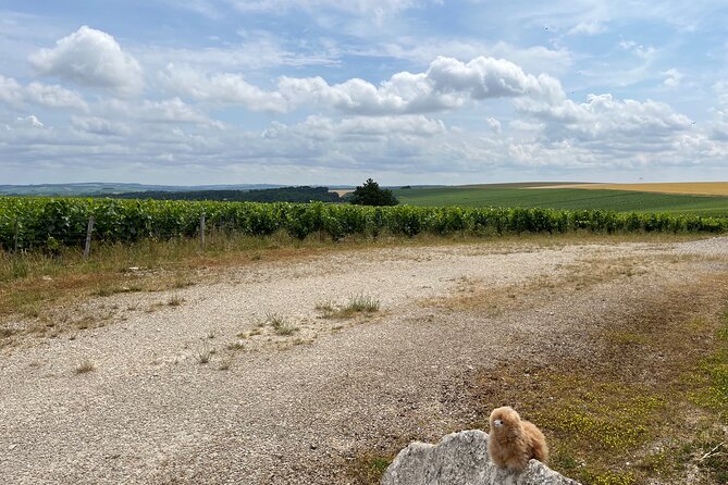 Burgundy Wine & Cheese Tasting Private Day Trip 15 Glasses - Immersive Wine and Cheese Tasting