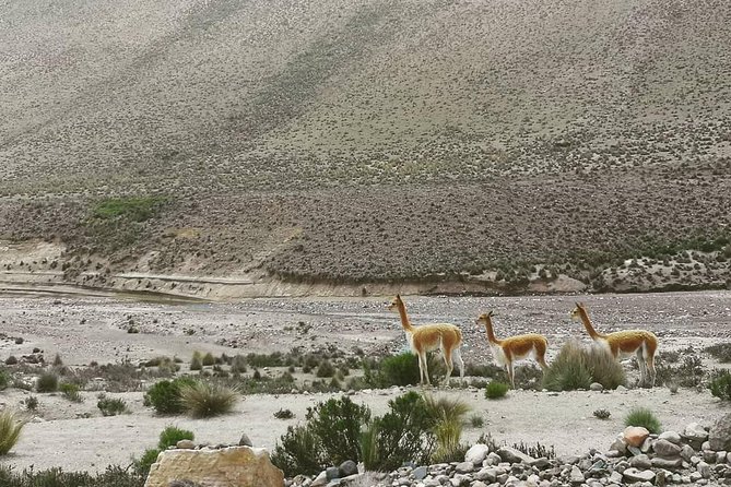 Bus From Puno to Chivay With Stops - Travel Requirements