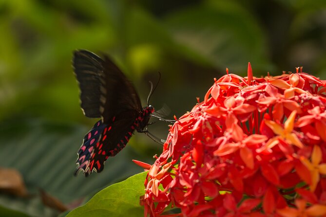 Butterfly Sanctuary Guided Tour in Puerto Vallarta - Cancellation and Booking