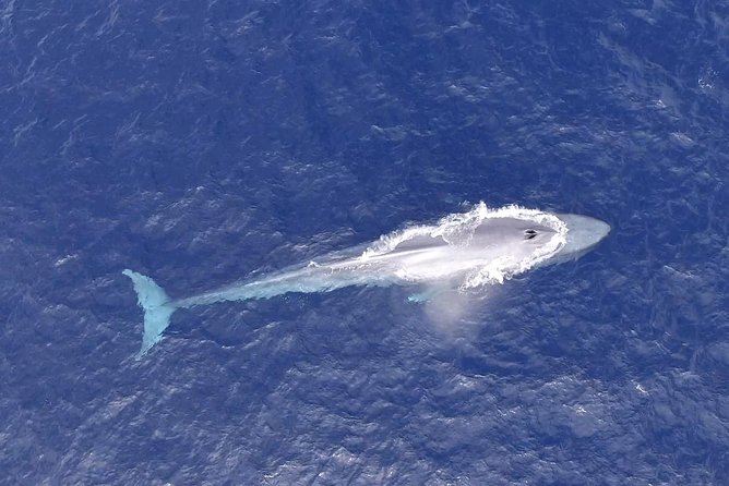 Cabo Private Whale Watching Tour - Incl FREE Photos & Whale Sightings Guarantee - Pricing and Availability
