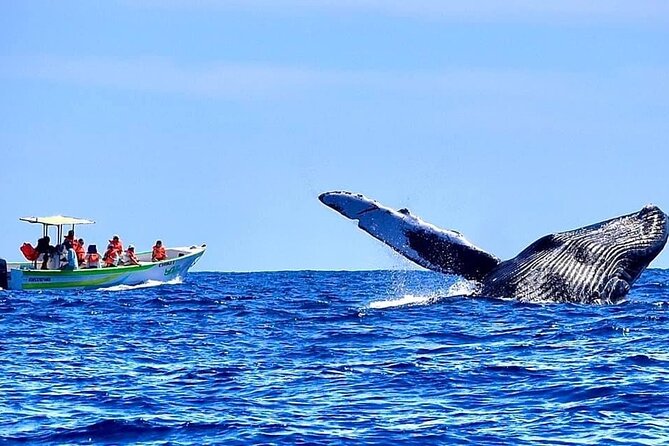 Cabo San Lucas Whale Watching Tour With Photos Included - Positive Traveler Reviews