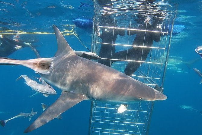 Caged and Cageless Shark Snorkelling on Durbans Aliwal Shoal - Safety Considerations