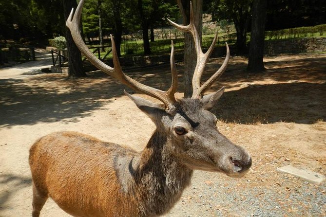 Cagliari: Is Cannoneris Nature Reserve Jeep and Walking Private Tour From Chia - Accessibility and Special Needs