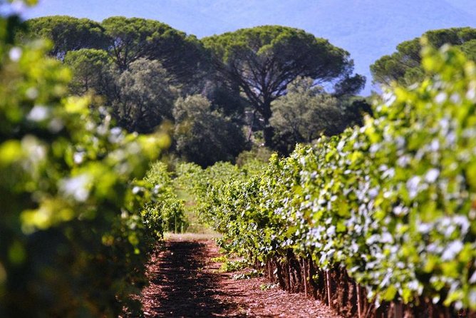 Calanques of Cassis, Aix-en-Provence & Wine Tasting Private Tour - Itinerary and Logistics