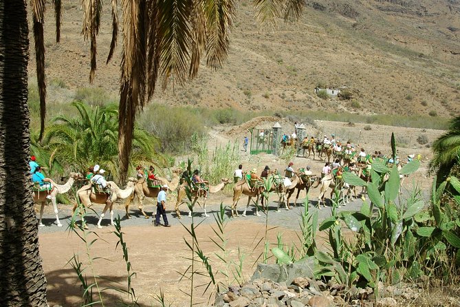 Camel Ride in Fataga With Tapas and Drinks - Tapas Lunch Featuring Canarian Cuisine