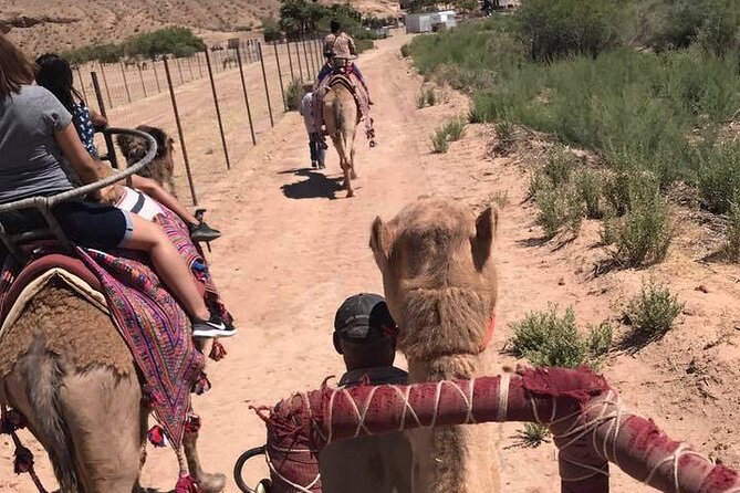 Camel Safari - Camel Ride and Zoo Tour - Highlights of the Camel Ride