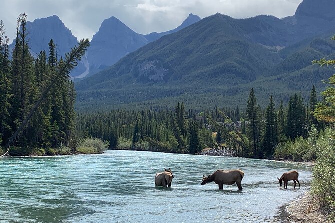 Canmore: Cowboys and Coal Miners - Local History Tour (1.5hrs) - Traveler Feedback