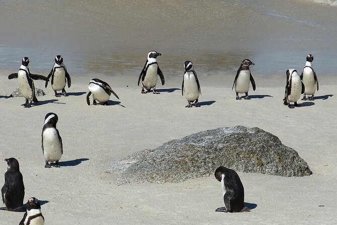 Cape Point ,Cape of Good Hope and Table Mountain Tour . - Important Tour Information