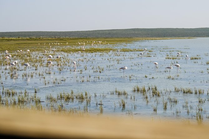 Cape Town Private Birding Tour - Health and Accessibility Considerations