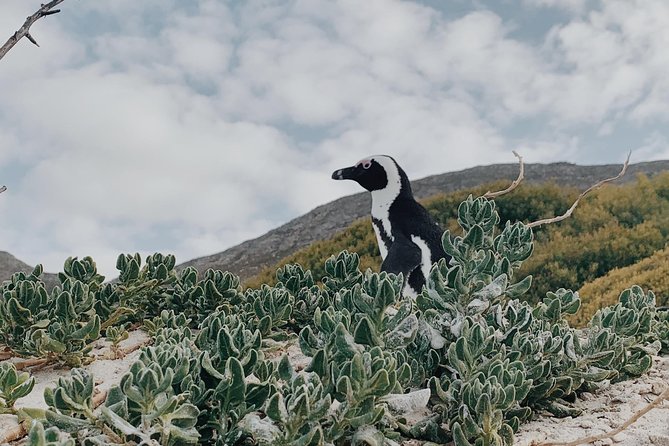 Cape Town Scenic Experience in 2 Days - Seal Island Excursion
