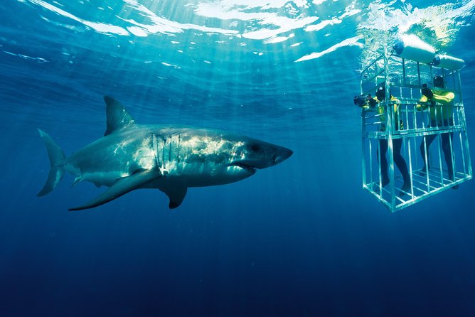 Cape Town: Shark Cage Diving & Penguins Tour to Gansbaai With Private Transfers - Unique Features of the Tour