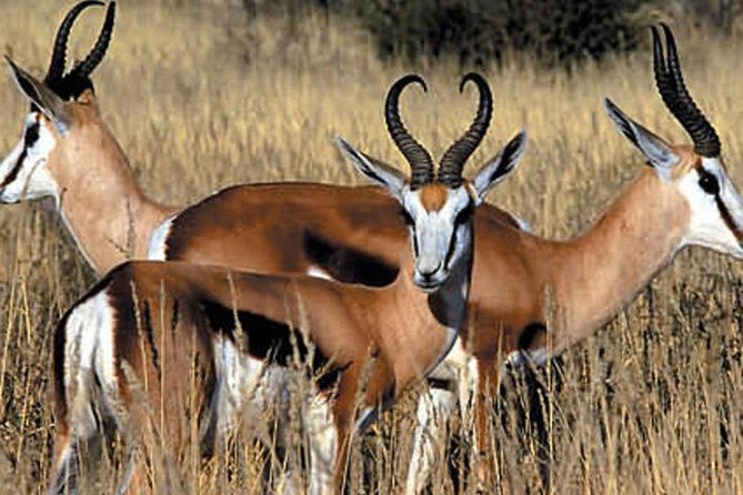 Cape Town - The Best of Aquila Safari Tour - Wildlife Sightings and Activities