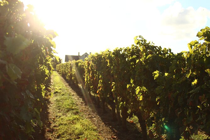 Castle Epicurean Experience With Wine & Local Specialties - Wine Tasting and Cuisine