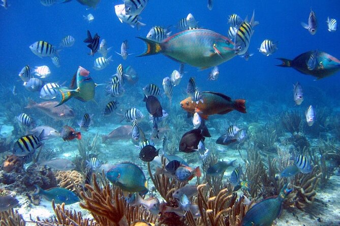 Catalina Island and Bayahibe Snorkel Tour - Customer Feedback