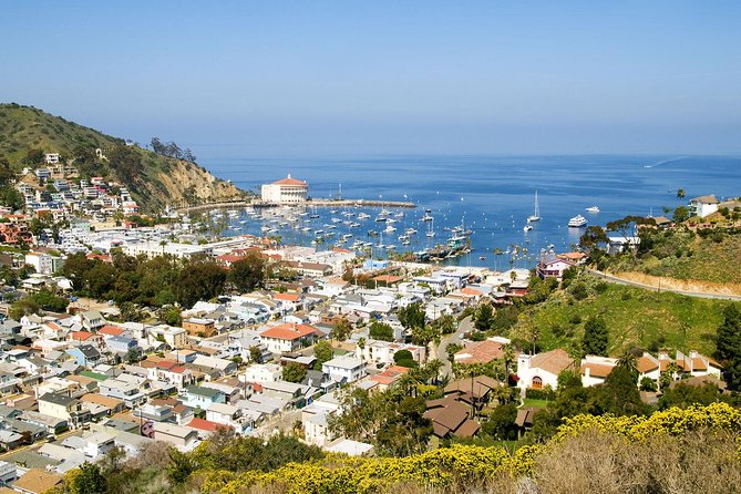Catalina Island Day Trip From Anaheim Hotels With Discover Avalon Tour - Customer Reviews Breakdown