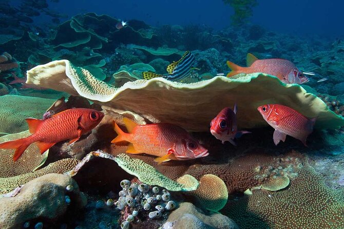 Catalina Island Diving Tour - Tour Operator