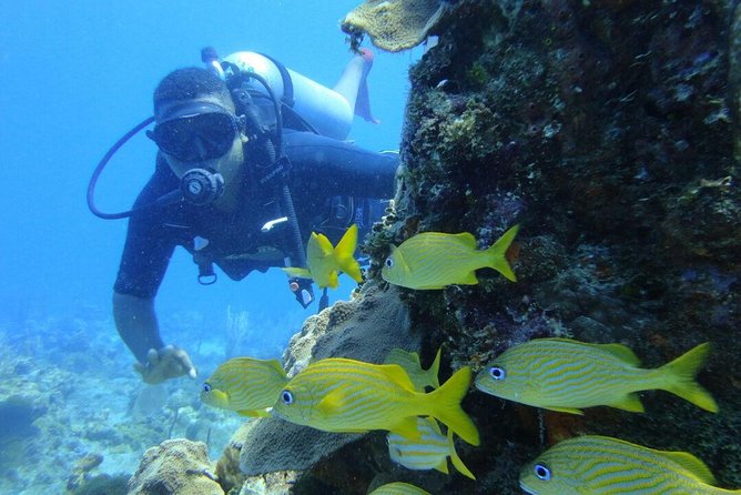 Catalina Island Scuba Diving and Snorkeling Tour From Punta Cana - Guide Quality
