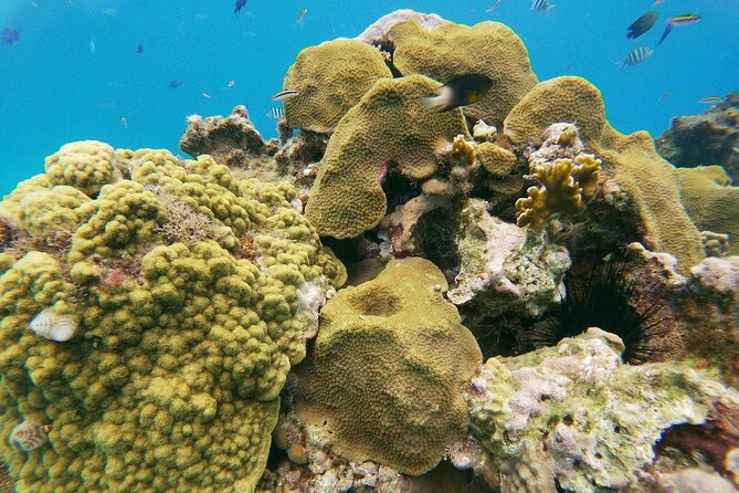 Catamaran Party Cruise With Snorkeling & BBQ - Guest Reviews and Highlights