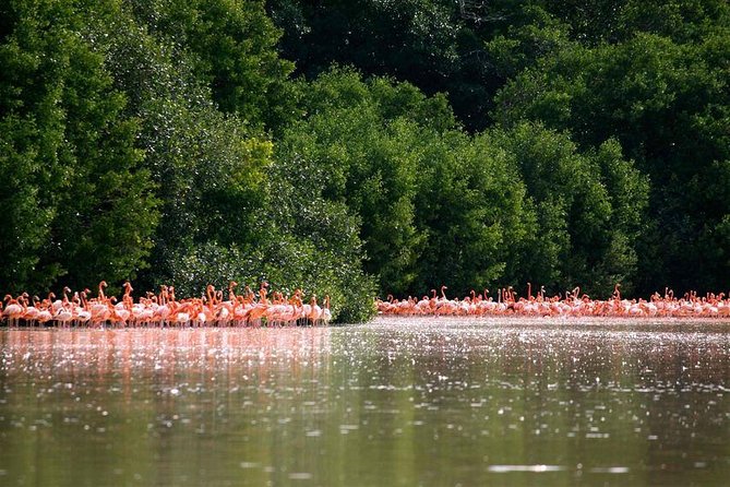 Celestun Biosphere Reserve Tour From Merida - Travel Tips